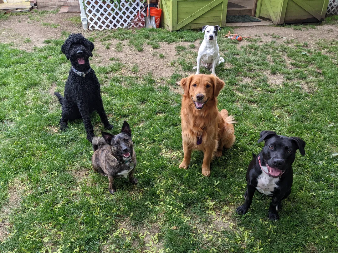 Five dogs of all sizes sitting together on the lawn, all looking at the camera