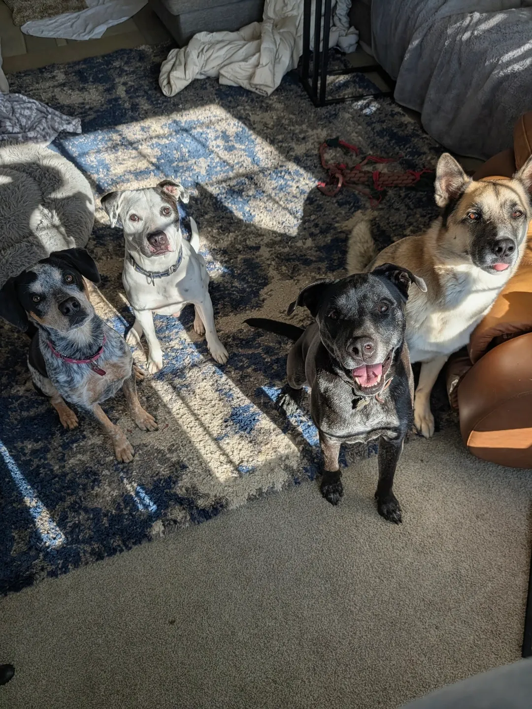 Four boarding dogs sitting together in a sunny living room, all looking up