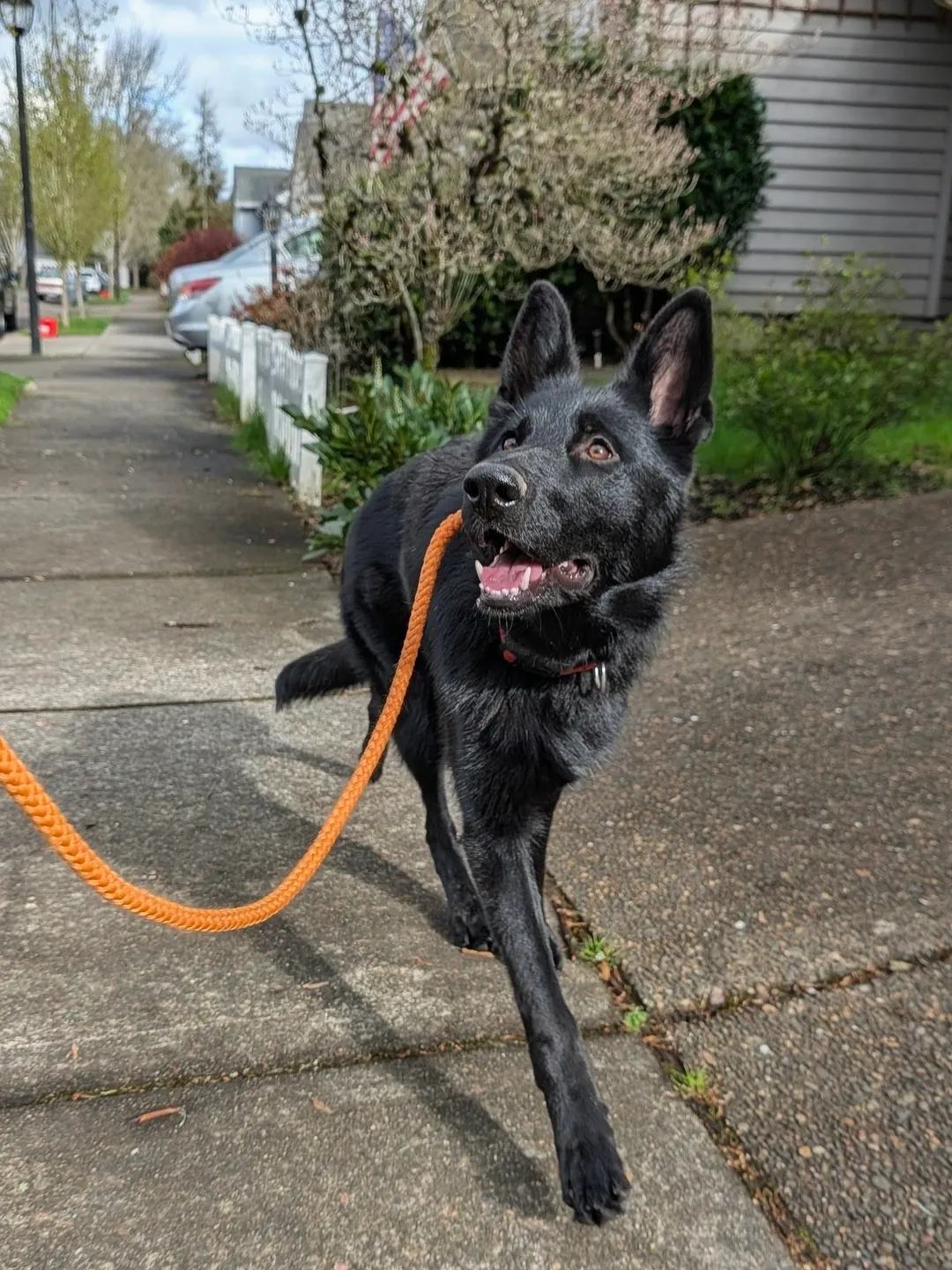 A young black shepherd trotting on a loose orange leash, looking up at the handler