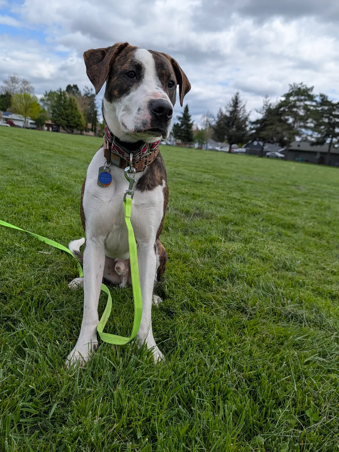 A brown-and-white dog holding a calm sit on a green leash in an open park