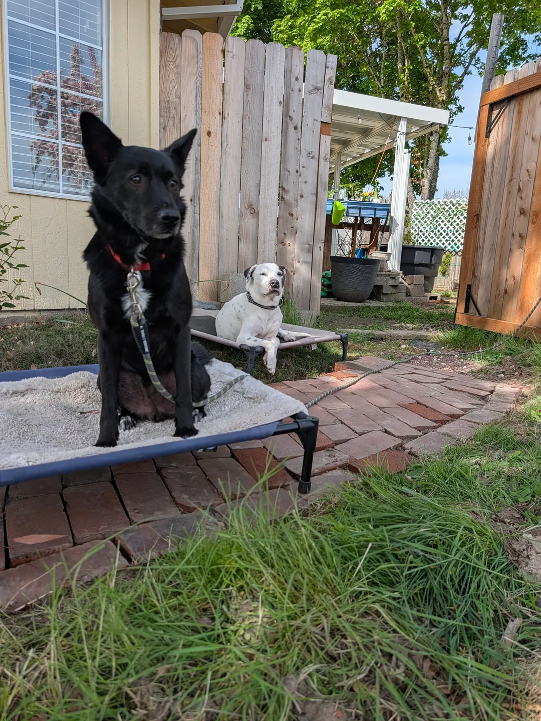 A black dog holding a calm sit on a raised bed in the backyard, another dog resting on its own bed behind